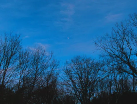Moon over a dark forest in winter, time lapse (16mm) 動画素材 259203342