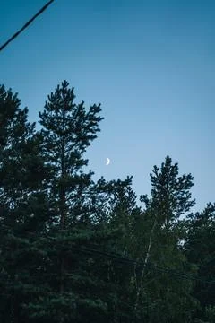 The moon over a dense, old forest Stock Photos