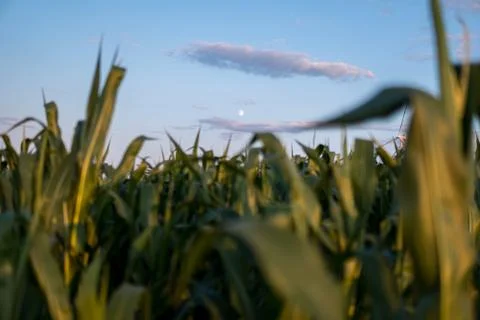 Moon over field of corn Stock Photos