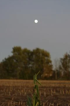 Moon over the field Foto stock
