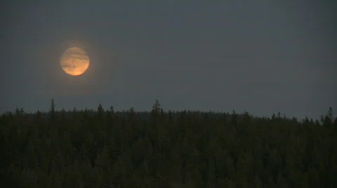 Moon over forest Stock Footage 503626