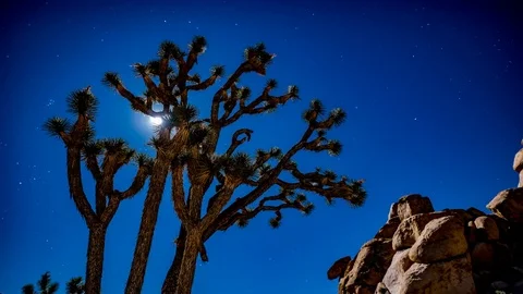 Moon over Joshua Tree Desert Stock Footage 71254568