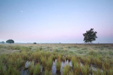 Moon over marsh at dawn Stock Photos