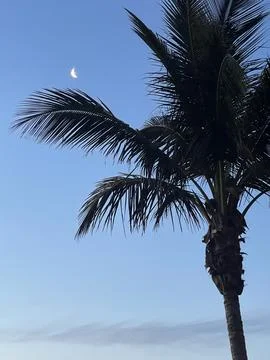 Moon Over Palm Tree Stock Photos