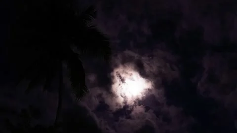 Moon over palm trees. Cloudy night sky with palm trees background. Vídeo Stock 158980715