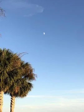 Moon Over Palms Stock Photos