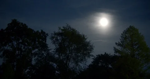 Moon Over Silhoutte of Trees Stock Footage 128321330