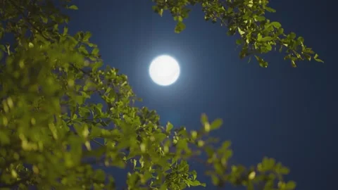 Moon Over The Tree Stock Footage 232466914