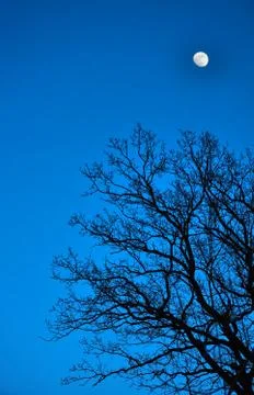 Moon over the tree in the night Stock Photos