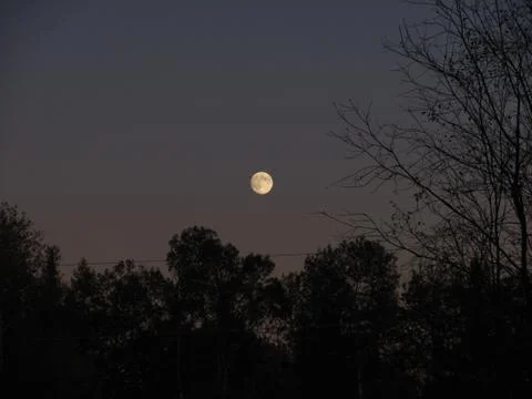 Moon over tree tops Stock Photos