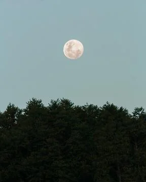 The Moon Over Trees, Background Stock Photos