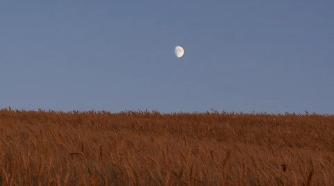 Moon over wheat field Vídeo Stock 824180