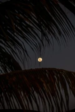 Moon palm Foto stock