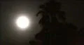 Moon & Palm Tree HD Footage