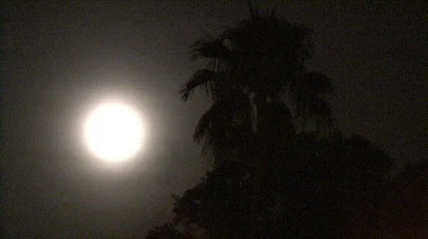 Moon &amp; Palm Tree Stock Footage 140622