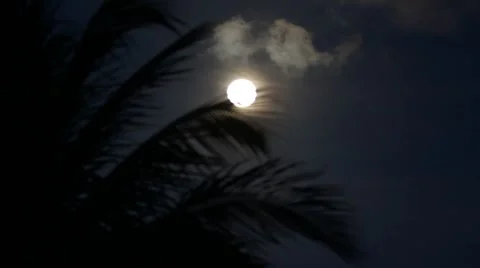 Moon with Palm Tree Stock Footage