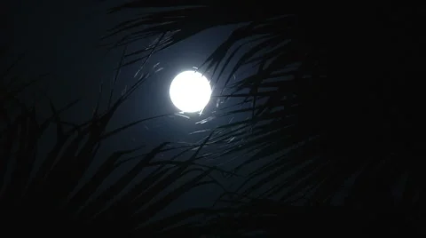 Moon with PalmTrees TimeLapse Stock Footage