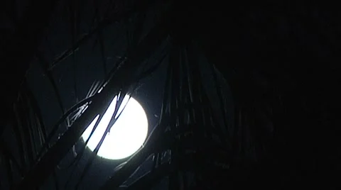 Moon with PalmTrees2 TimeLapse Stock Footage 7582716