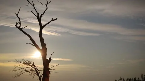 Moon passing behind tree part1 Stock Footage 161054045
