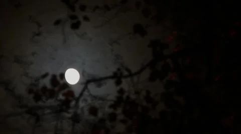 Moon passing through clouds and tree timelapse Stock Footage 43287045