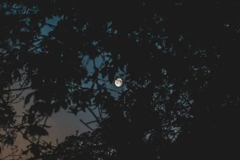 Moon peaking through Tree Branches in the Foreground Stock Photos