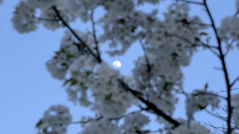 Moon Peeking Through Cherry Blossom Tree in Kyoto, Japan - 4K UHD Stock Footage 106943069