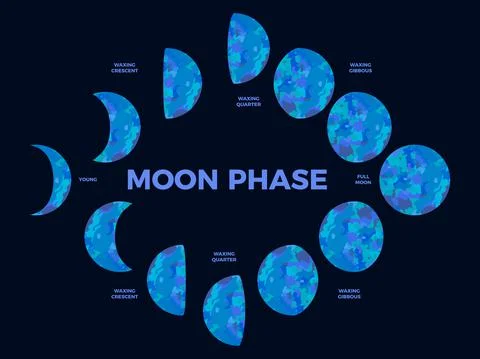 Moon phase lunar cycle synodic month lunary Vector Image