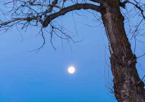 The moon. Stock Photos