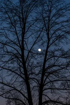 The moon Stock Photos