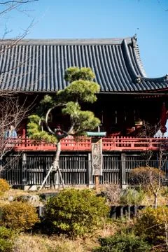 Moon Pine Tree Stock Photos