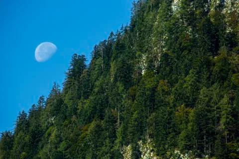 Moon with pine trees Stockfoto's