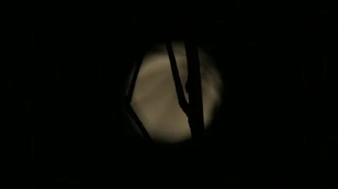 MOON PULL FOCUS INTO BRANCHES Stock Footage 44445340