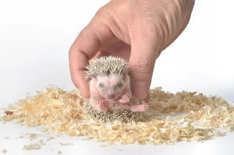 Moon rat in Hand Stock Photos