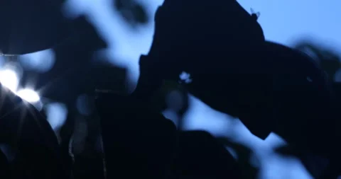 Moon Rays Through Tree Leaves in nature 스톡 동영상 290297804