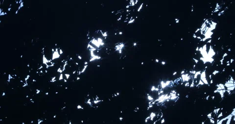Moon Rays Through Tree in nature Stock Footage 288155907