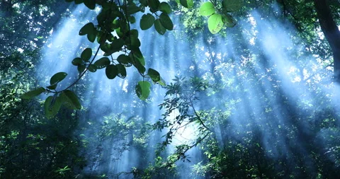 Moon Rays Through Trees in the forest Stock Footage 167536306