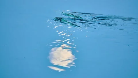 Moon is reflected in blue water of small river. Water vegetation. Evening tim Stock Footage 194431450