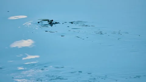 Moon is reflected in blue water of small river. Water vegetation. Evening tim Stock Footage 195256142