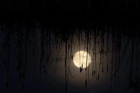 Moon Reflection - Moon reflected in a swamp during the night with cattails. Stock Photos