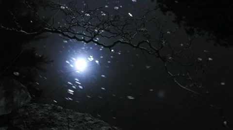 Moon Reflection in Pond Timelapse Stock Footage 976540