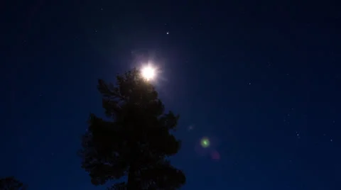 Moon rise with tall pine tree Stock Footage 37147929