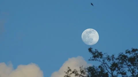 Moon rise under the blue sky Stock Footage 51724448