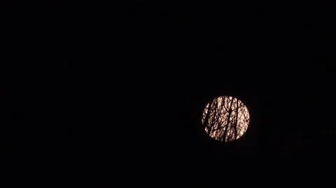 The moon rises behind bare of leaves tree in time lapse Stock Footage 40226657