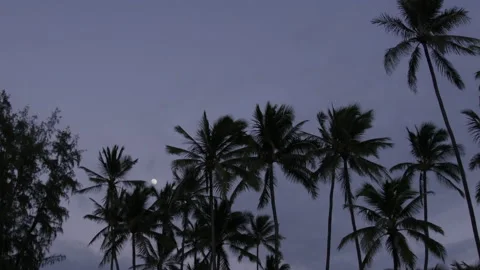 Moon Rises Behind Palm Trees Stock Footage 184266035