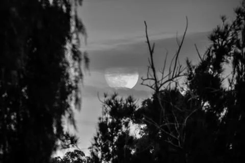 Moon rises behind trees Stock Photos