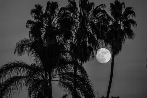 Moon rises behind trees Stock Photos
