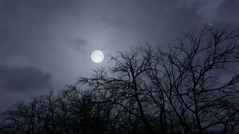 The moon rises in the dark and eerie forest Stock Footage 288171841