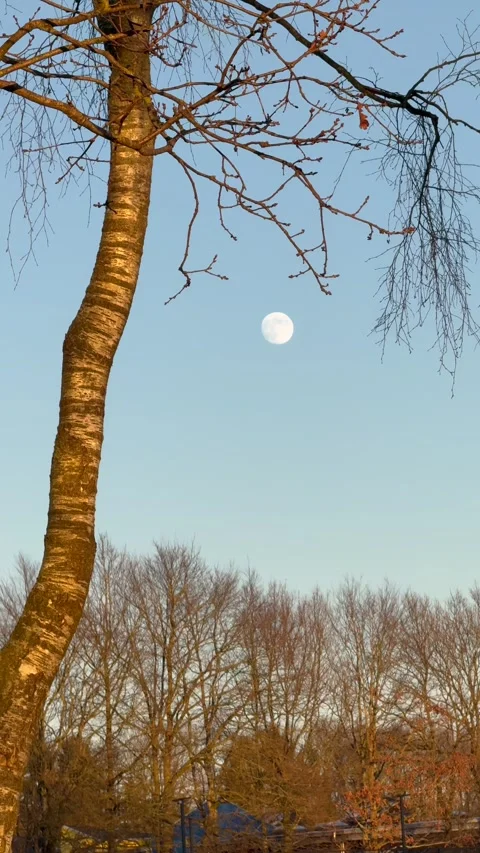 The moon rises under the treetops, moon seen between branches of tree Stock Footage 303997159
