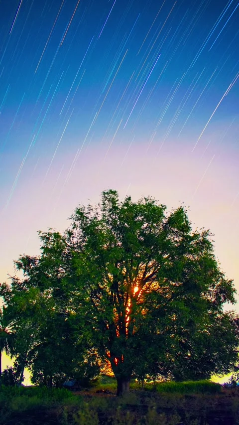 Moon Rising Behind Lone Tree with Star Trails – Stargazing Timelapse Stock Footage 313558807