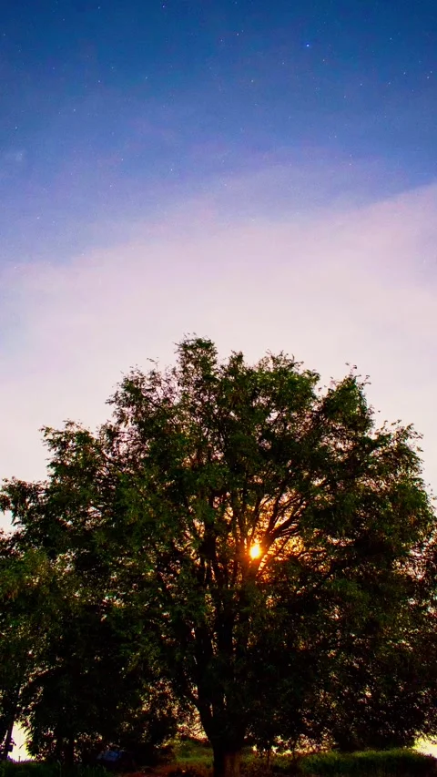 Moon Rising Behind a Lone Tree – Peaceful Night Sky Timelapse Stock Footage 313558878